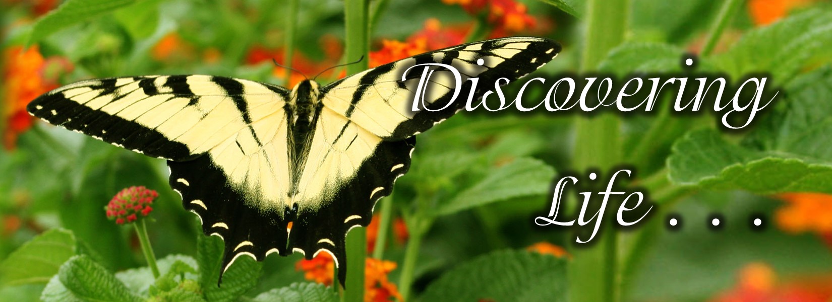 Read more about the article Life After Death