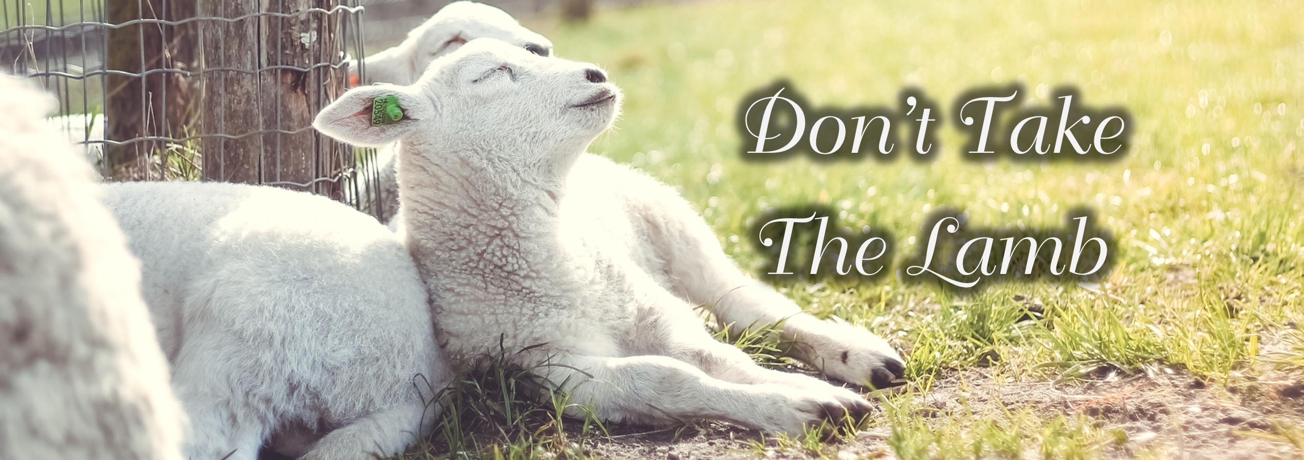 two lambs